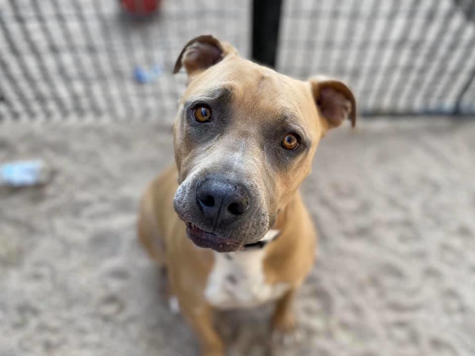 Adopt a friend: Rocky